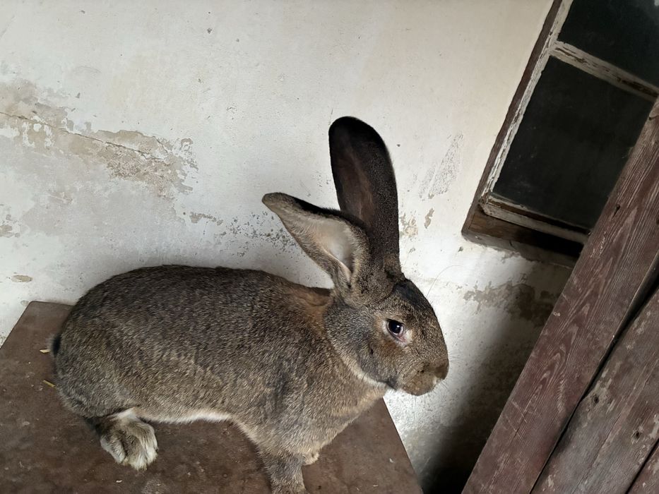 Belgijski olbrzym szary