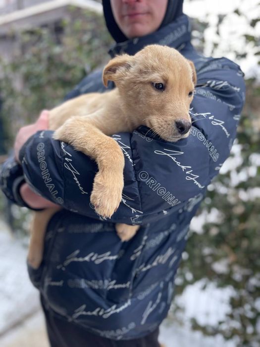 Щенята щукають дім