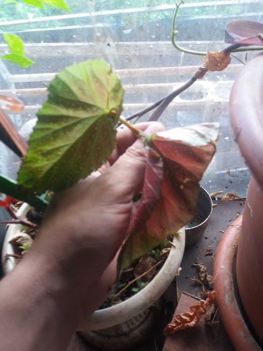 цветы саженцами отростками алое кактус каланхое  тещин язык лимон