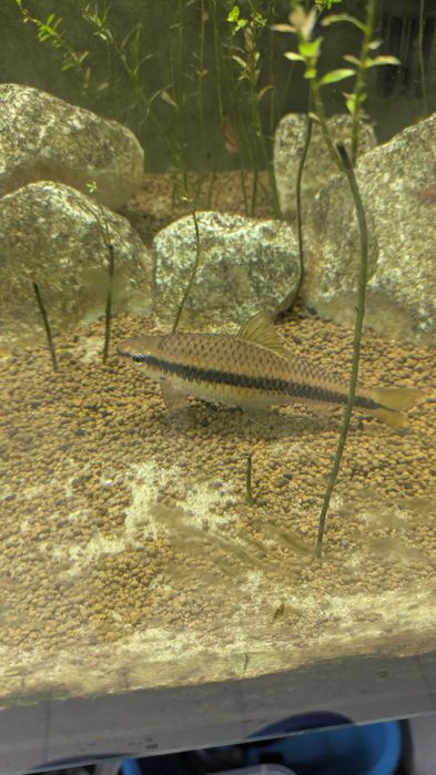 peixe-gato-de-agea-siamês (Crossocheilus siamensis)