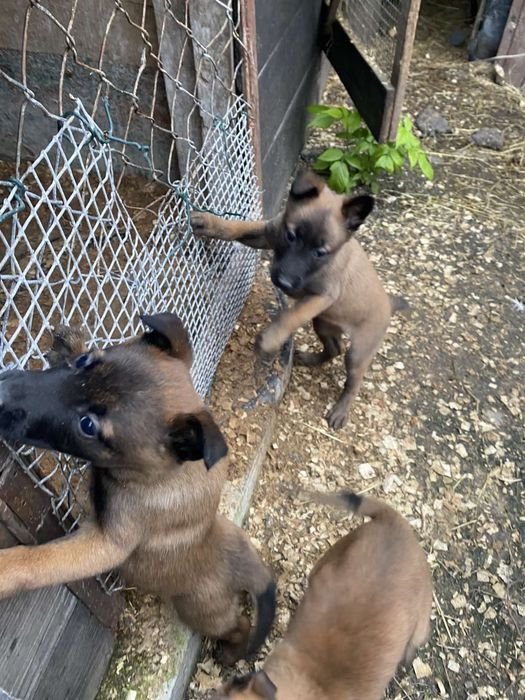 Малінуа Бельгійська вівчарка