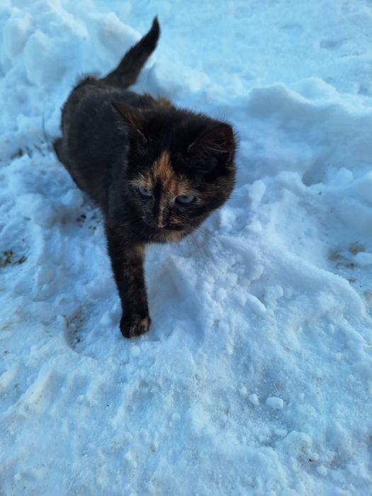 Oddam koty w dobre ręce