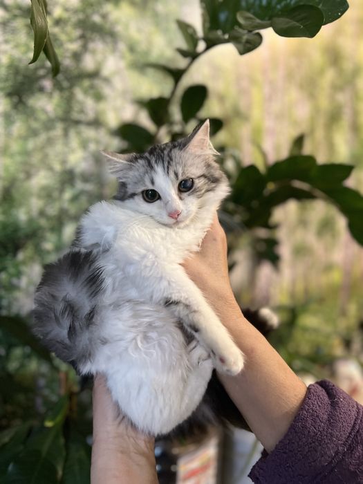 Котенок в добрые руки , отдам даром