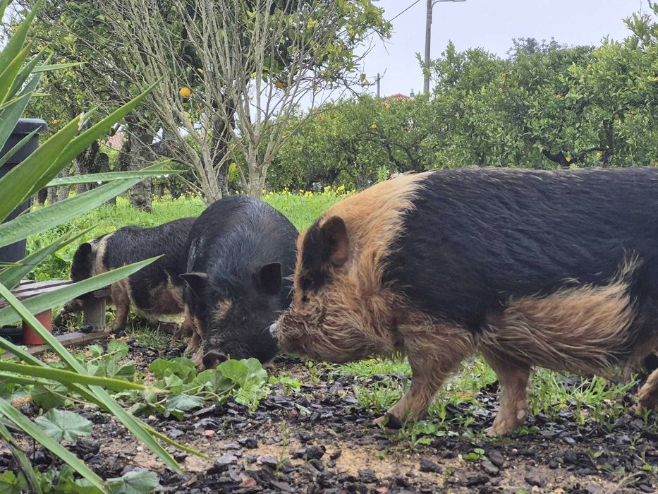 Porcos Pot Belly / Vietnamitas - 12 Disponíveis! Barato - SB Messines