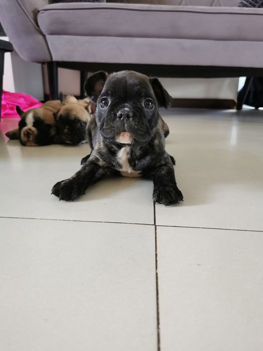 Buldog francuski