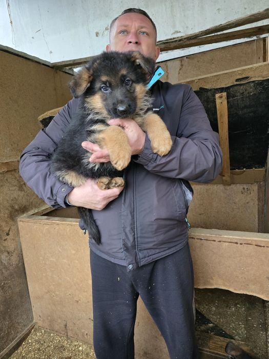 Маємо  таких красунчиків