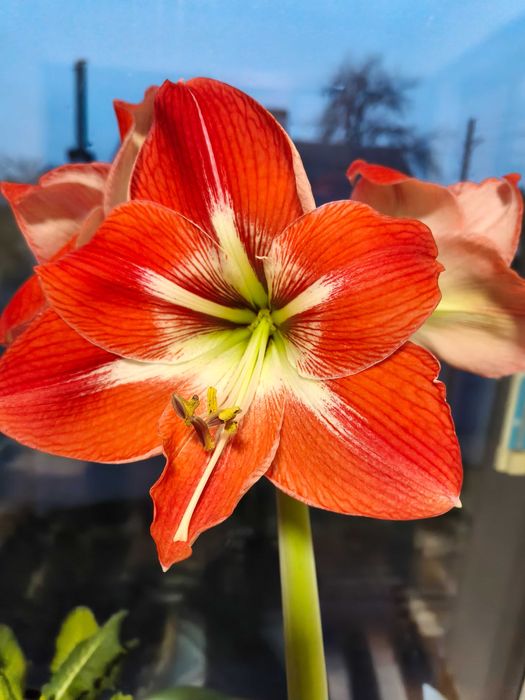 Гіпеаструм/Амариліс