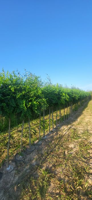 Akacja / Robinia umbraculifera  pa 210-220  i pa 110- 125  obw 10-12 u