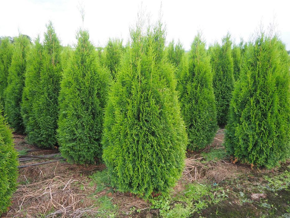 Tuja tuje Szmaragd do 170- 200cm  promocja ŁABISZYN