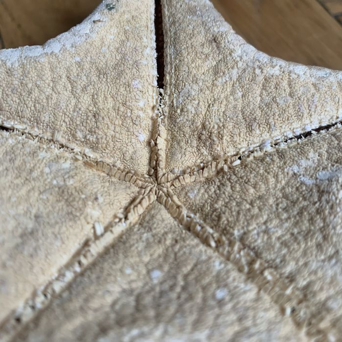 Морська зірка натуральна велика