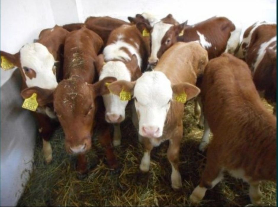 Byczki i jałoszki do sprzedania