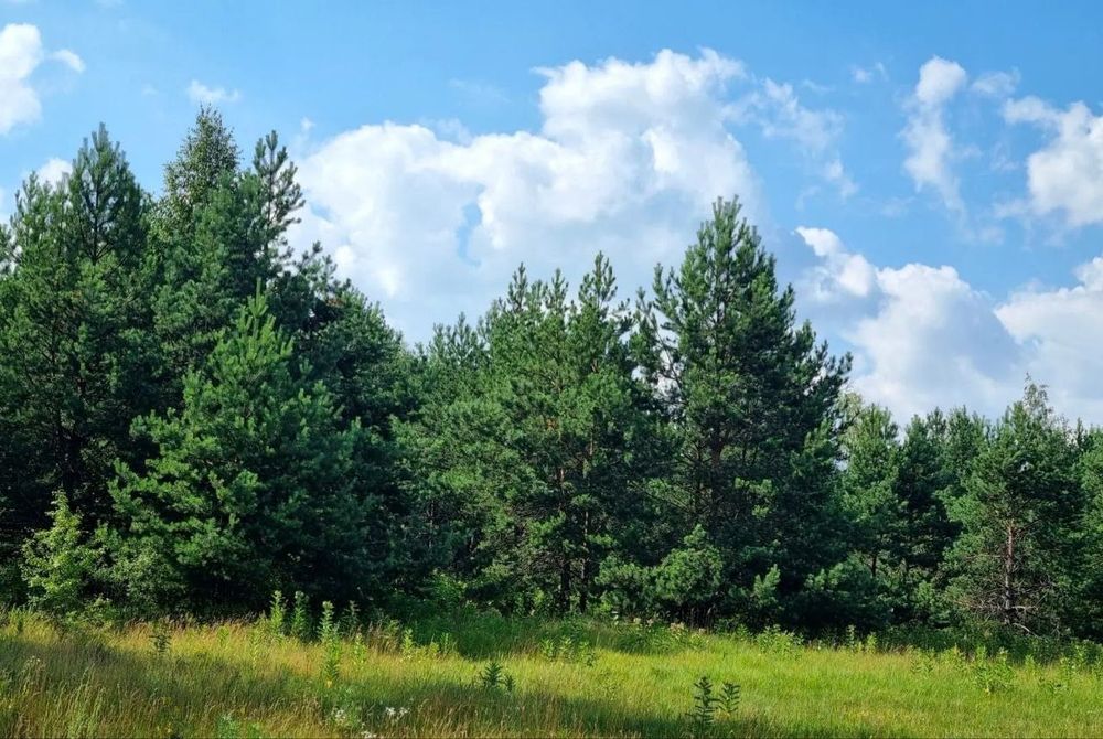 Продаж земельної ділянки 95 соток у сосновому лісі, с. Мостище, Макарівський район,лише 30 км від КП по Житомирській трасі! – další
