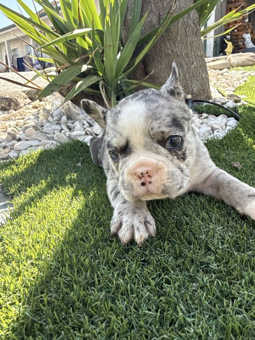 Bulldog francês merl olhos azuis menina