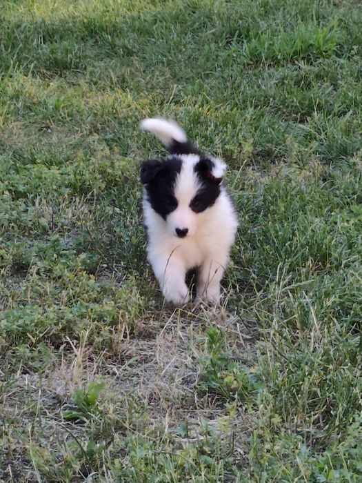 Suczka Border Collie