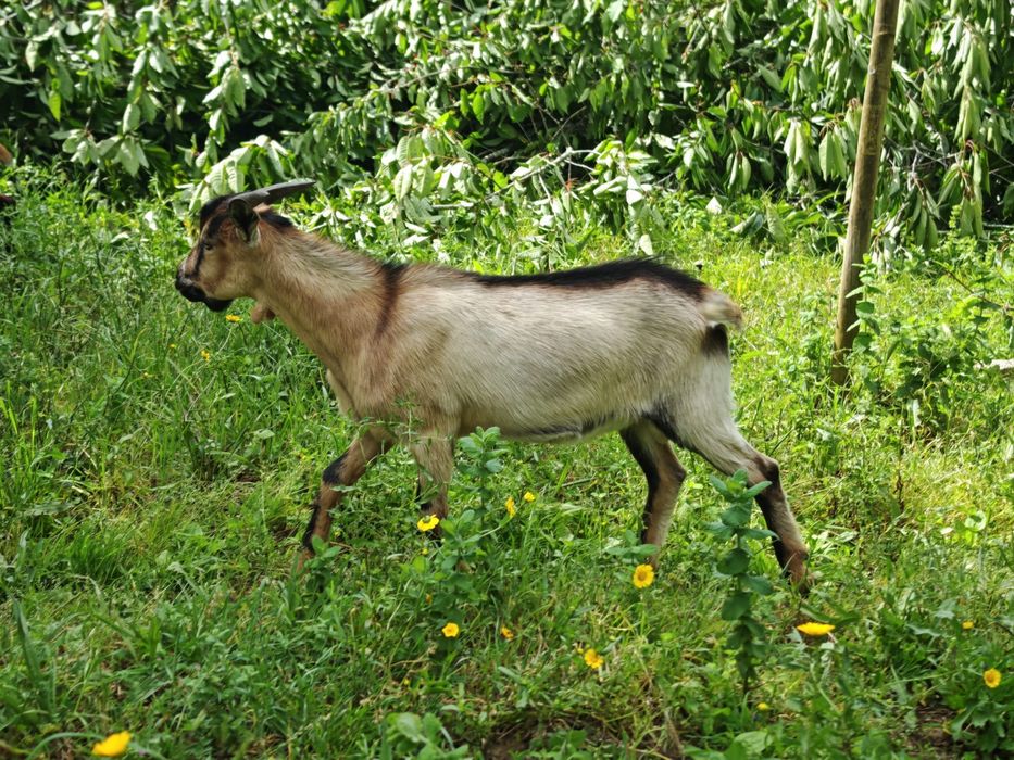 Vendo 1 cabrito nascido na primeira semana de janeiro