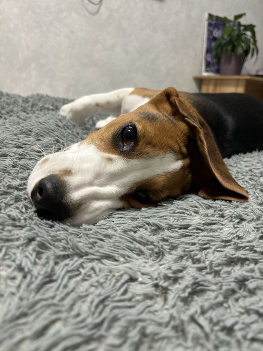 Бігль для вʼязки