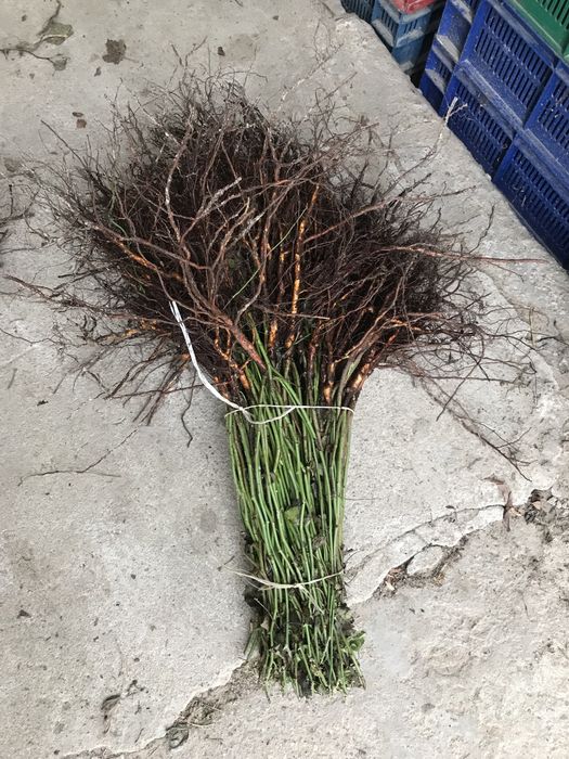 Podkładka bezkolcowa róży