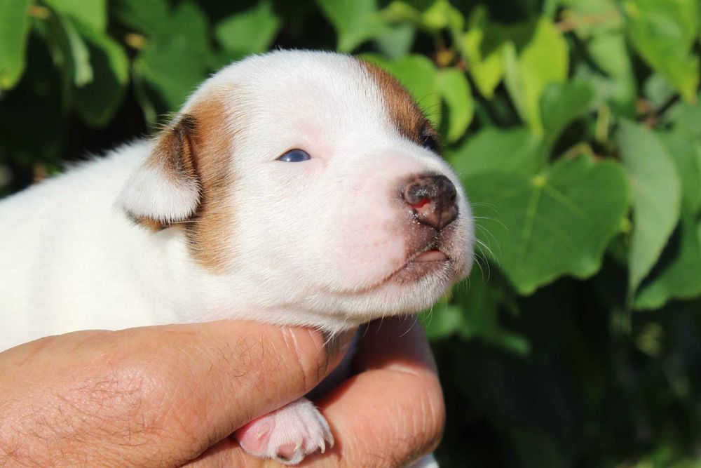 Cachorro Jack Russel TOP