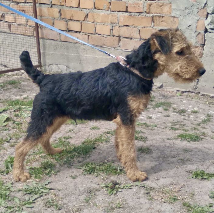 Продам вельштерьер