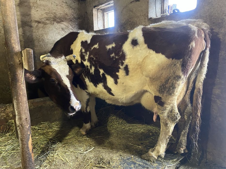 Продаю дойную корову на молоко