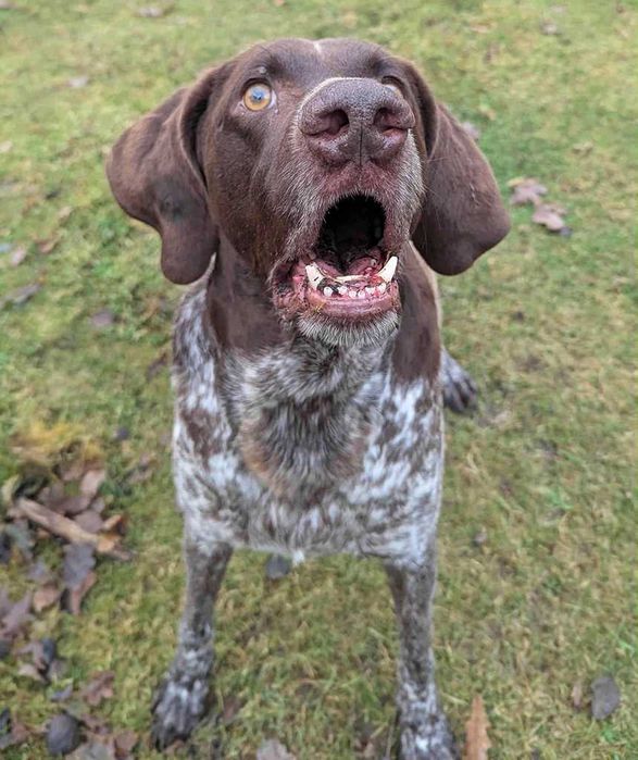 Wyżeł szuka dobrego domu.