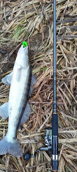 Спининг Daiwa Seabass Hunter X 100MH-R 3.05м 12-60гр