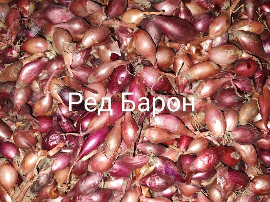 Озима цибуля саджанка, лук севок, сіянка, димка Радар, Штутгарт, Сноуб