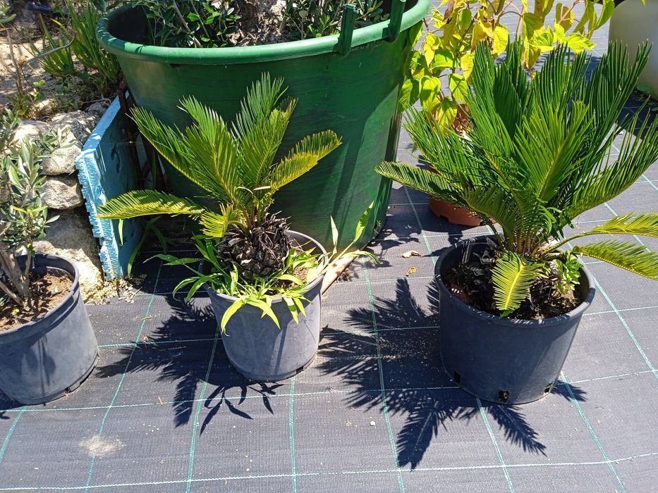 Coqueiros (2.80 a 3m)/Oliveiras vários tamanhos e preços