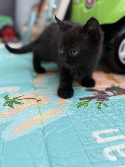 Шотландська дівчинка