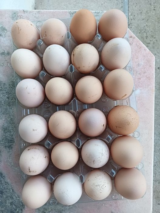 Ovos de galinha caseiros