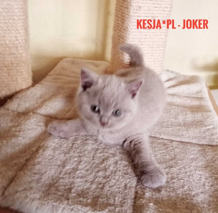 Kocurek brytyjski liliowy rodowód FPL