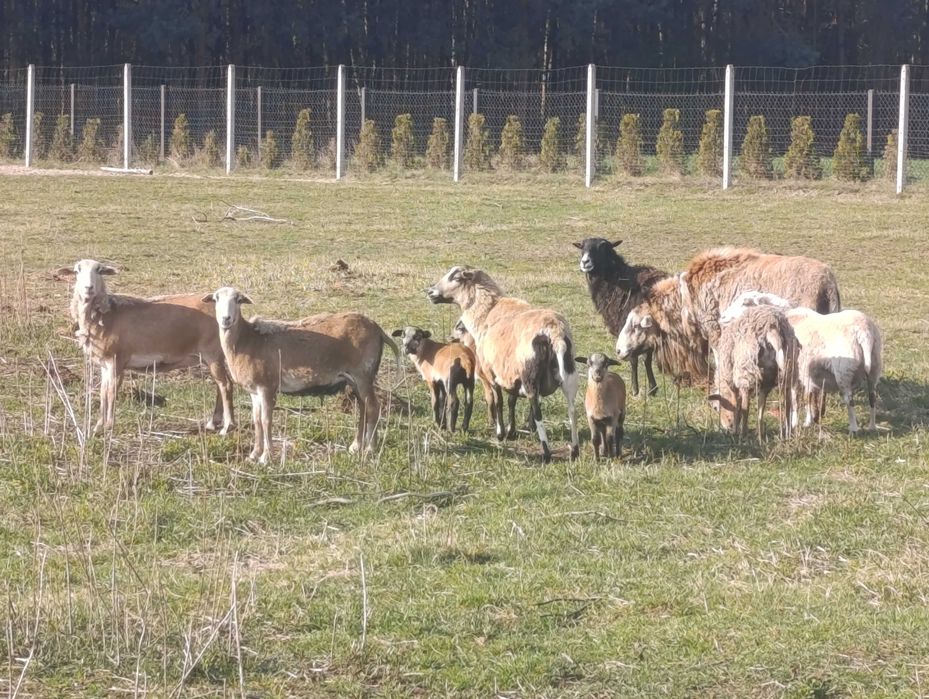 Owce kameruńskie