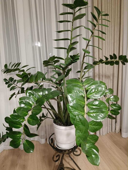 Zamiokulkas (zamioculcas)