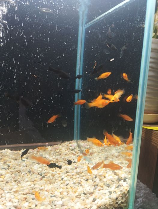 Sprzedam rybki do akwarium