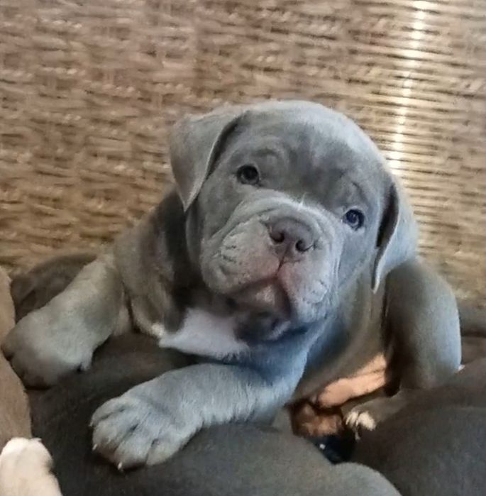 American bully poket blue