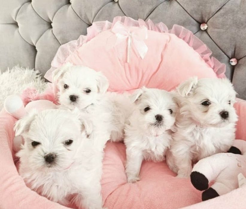 Maltańczyk Zdrowy Bez zacieków