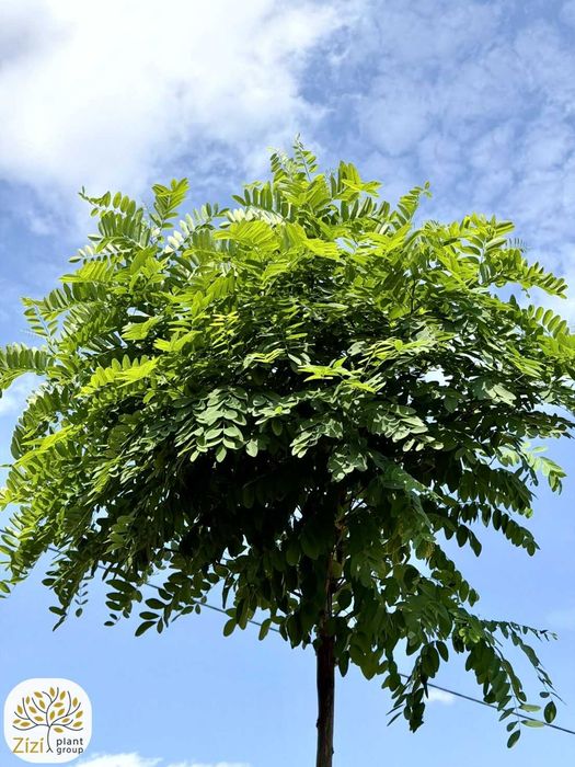 Robinia kulista Umbraculifera na pniu 220cm, obwody 8-16cm, Robinia pseudoacacia