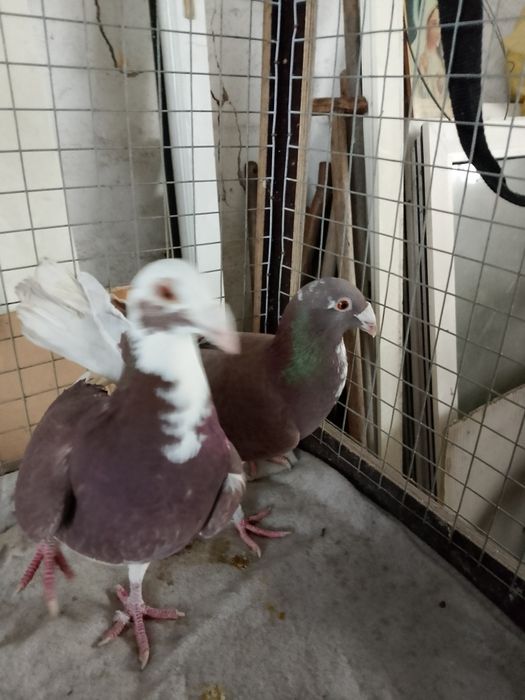 Sprzedam gołębie ozdobne staropolskie