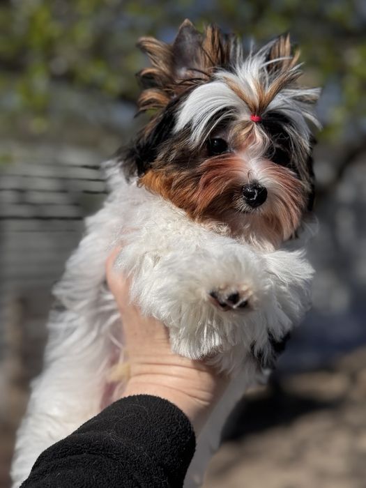 ‼️ Бивер  и́орк милый малыш