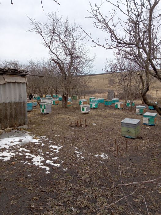 Продам пасеку сімї с  уліками