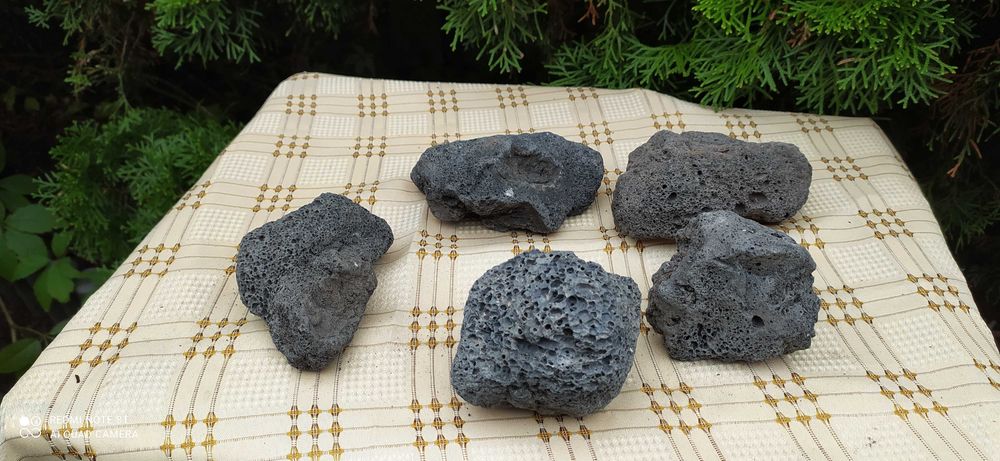 Lawa czarna do akwarium-5 szt ,5-10 cm wielkość