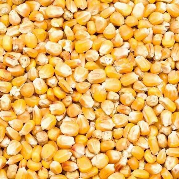 Kukurydza żółta ziarno 25 kg Hurtownia Pasz Stargardzka Zagroda Święte