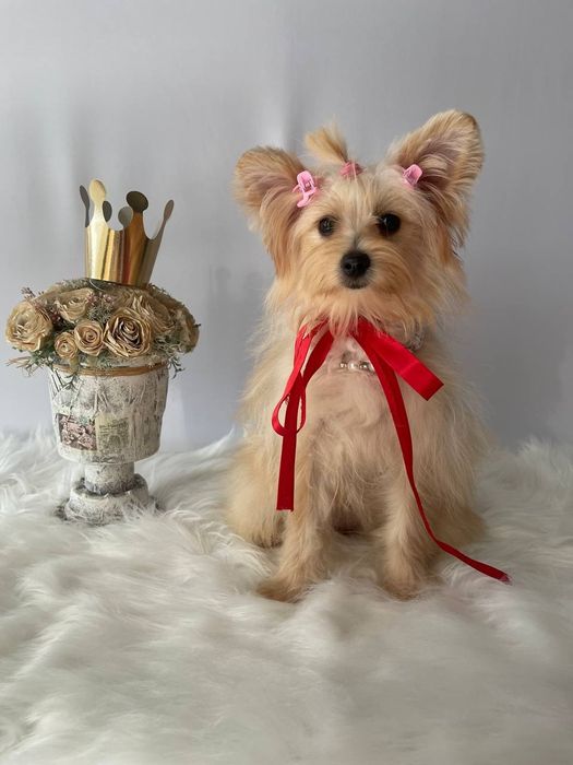 Помапу – краса, ніжність і любов в одному