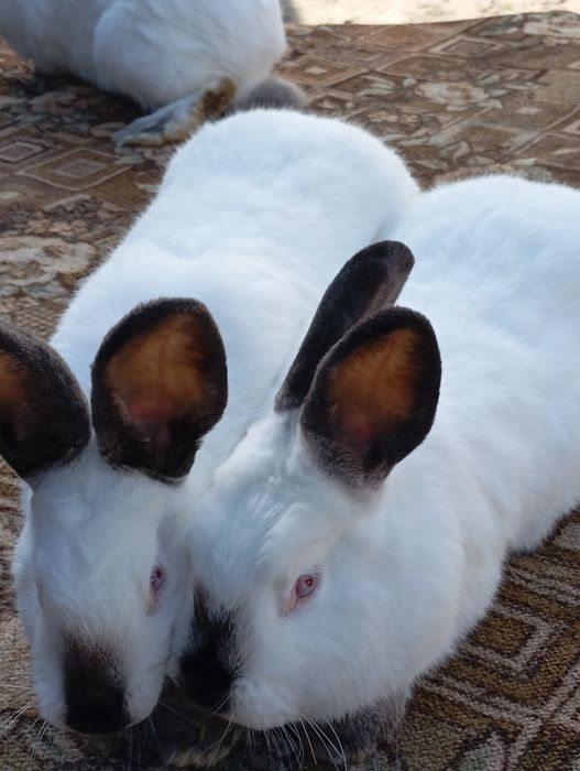 Кролі Каліфорнія