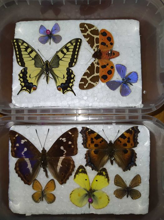 Комахи ентомологічна колекція для студентів та учнів