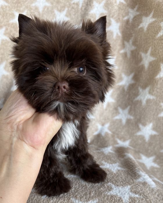 Cudna mini sunieczka york choco , czekoladowa