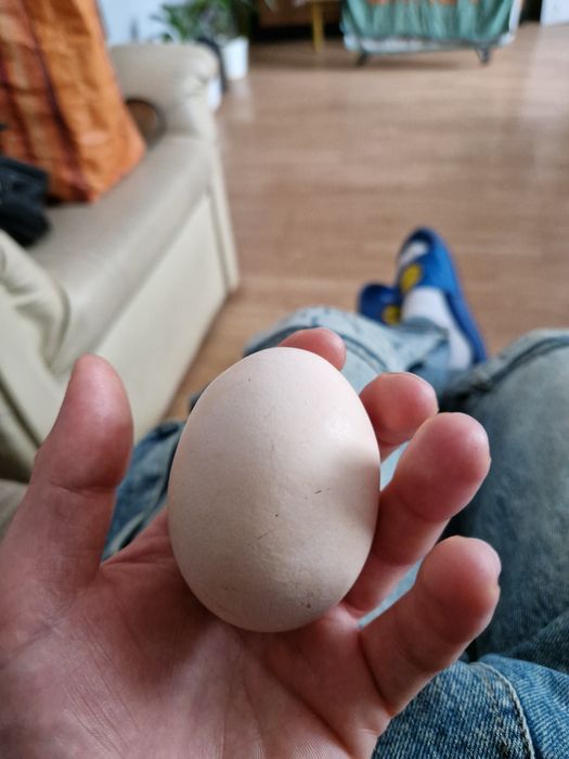 Jajka ze swojskiego chowu