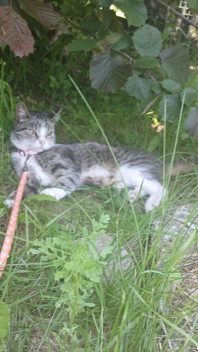 Zaginęła kotka lusia