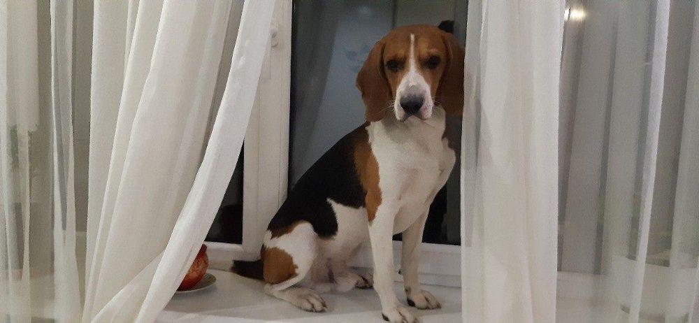 Вязка Эстонская гончая (ищем невесту)