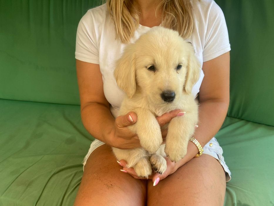Golden Retriever szczeniak